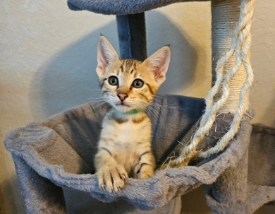 Mr Oliver Savannah