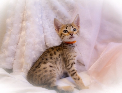 Miss Delilah 