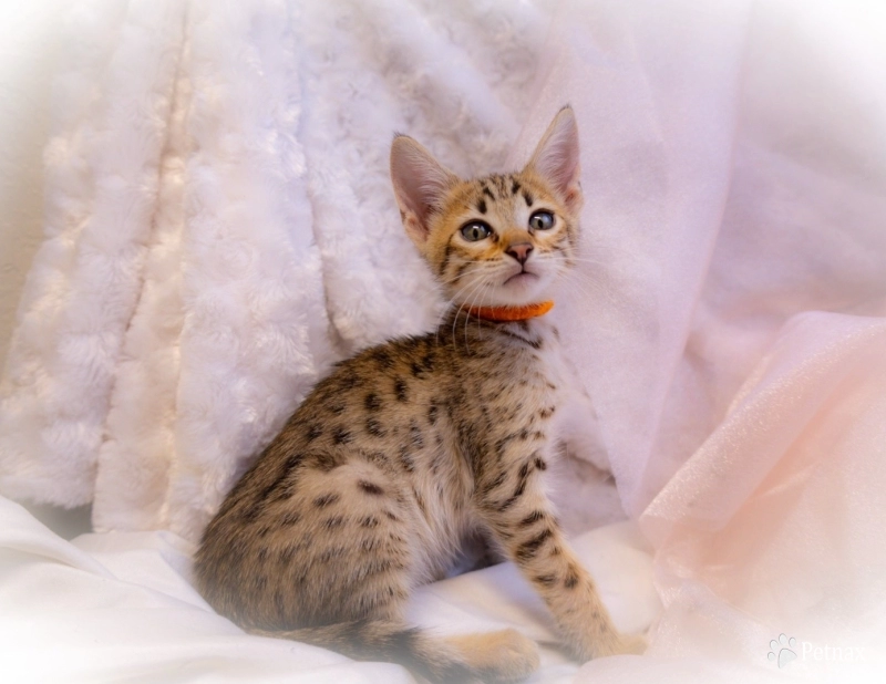 Miss Delilah Miss Delilah Savannah