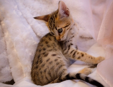 Miss Delilah  Savannah