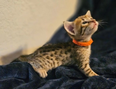 Miss Delilah 