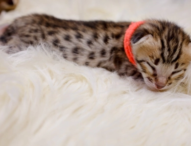 Miss Delilah  Savannah