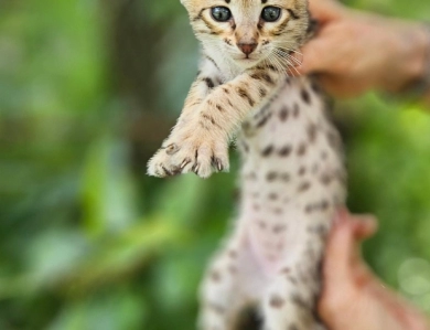 Miss Delilah  Savannah