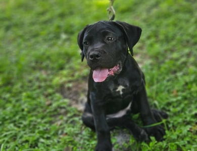 Lexie Cane Corso