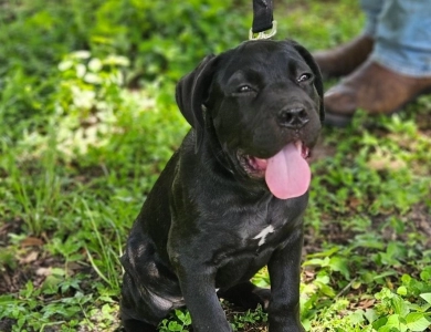 Lexie Cane Corso