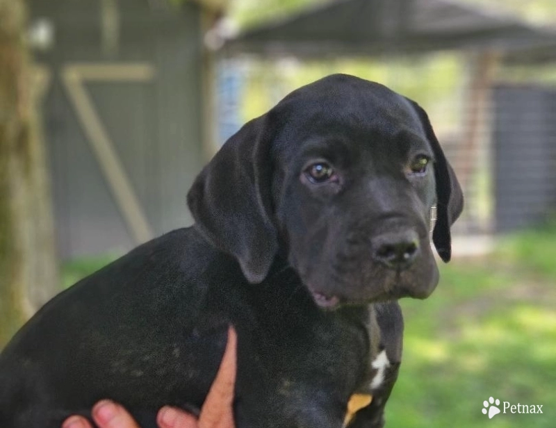 Lexie Cane Corso