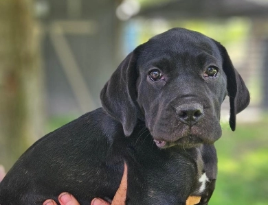 Lexie Cane Corso