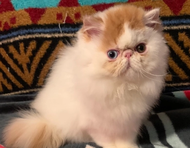 Flynn Persian