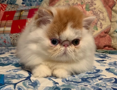Flynn Persian