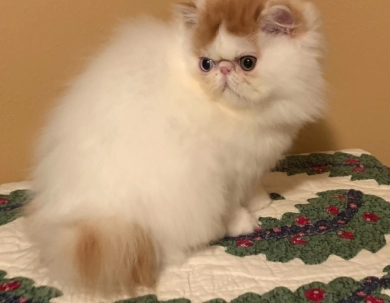 Flynn