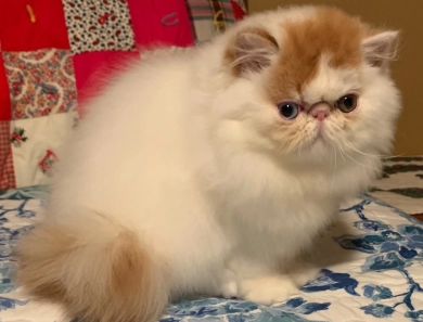 Flynn Persian