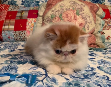 Flynn Persian