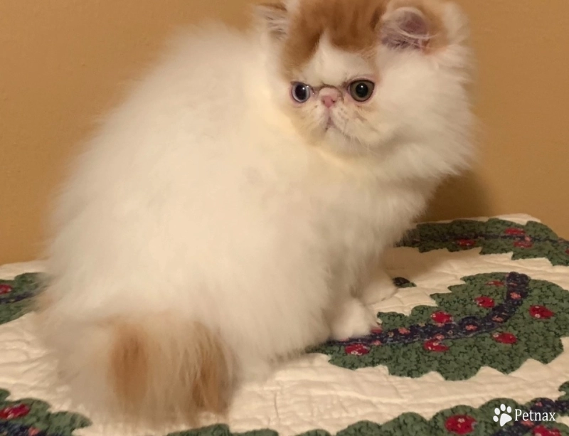Flynn Flynn Persian