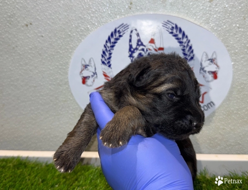 Girl 2 German Shepherd