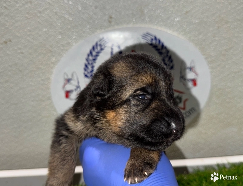 Girl 3 German Shepherd