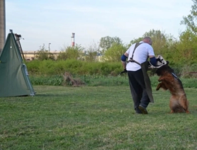 Hela Von Angsthof German Shepherd