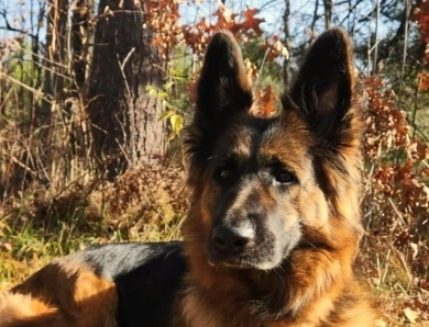Hela Von Angsthof German Shepherd