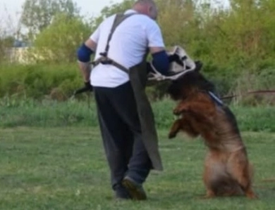 Hela Von Angsthof German Shepherd