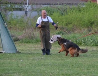 Hela Von Angsthof German Shepherd