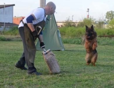 Hela Von Angsthof German Shepherd