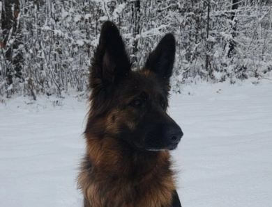 Hela Von Angsthof German Shepherd