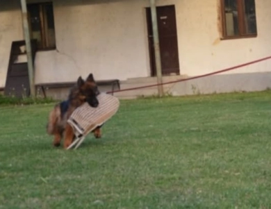 Hela Von Angsthof German Shepherd
