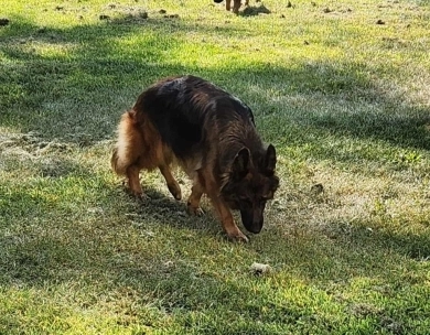 Hela Von Angsthof German Shepherd