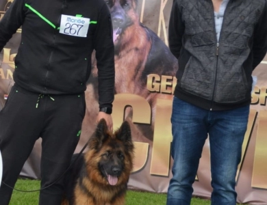 Hela Von Angsthof German Shepherd