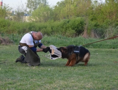 Hela Von Angsthof German Shepherd