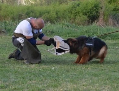 Hela Von Angsthof German Shepherd