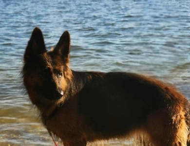Hela Von Angsthof German Shepherd