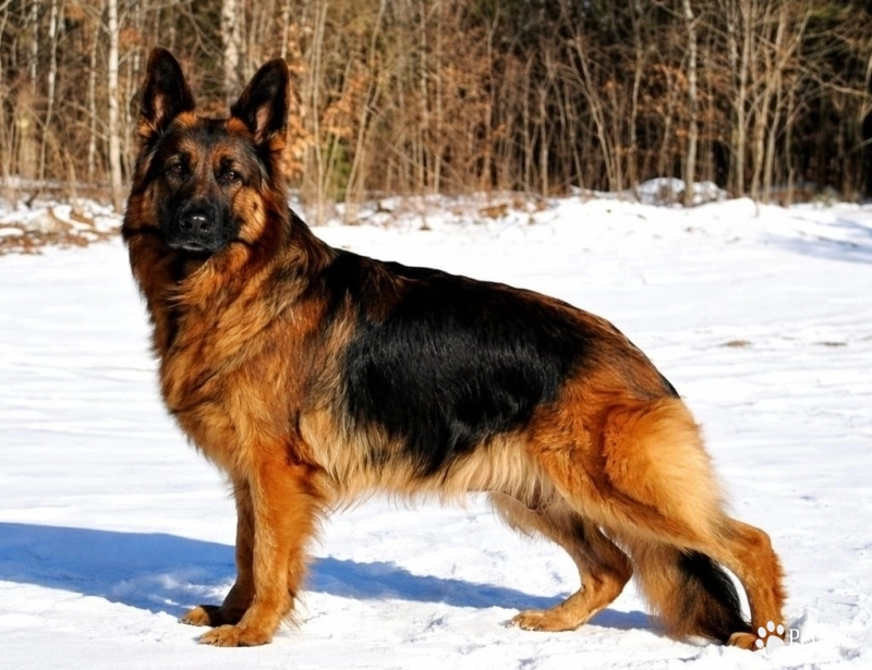 Hela Von Angsthof German Shepherd