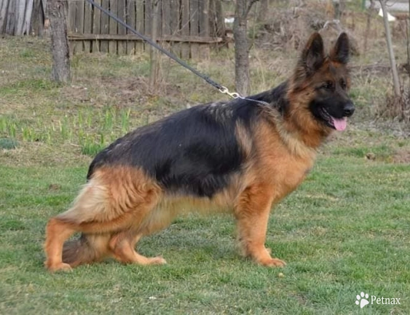 Hela Von Angsthof Hela Von Angsthof German Shepherd