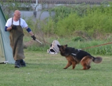 Hela Von Angsthof German Shepherd