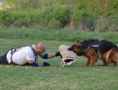 Hela Von Angsthof German Shepherd