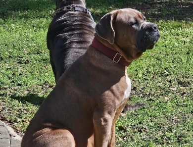 Mercedes Lane Cane Corso