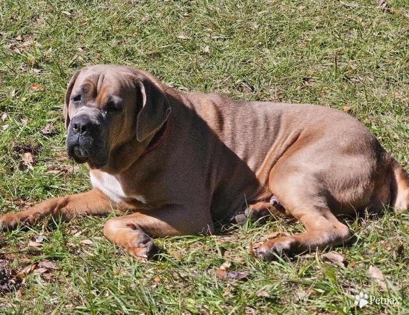 Mercedes Lane Mercedes Lane Cane Corso