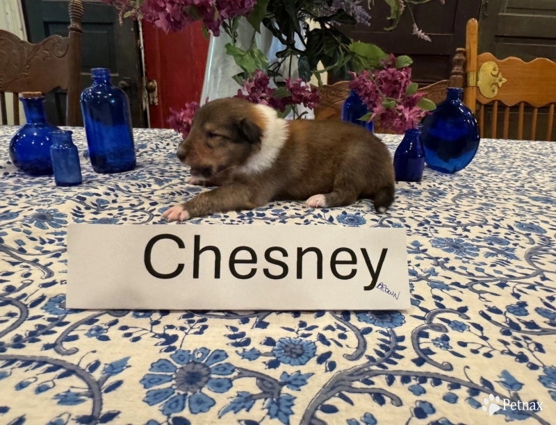 Asher Collie