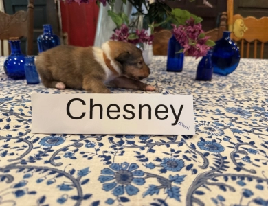 Asher Asher Collie