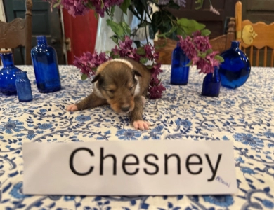 Asher Asher Collie