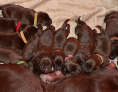 Ultrasound Labrador Retriever