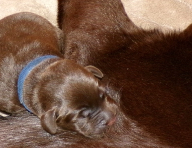 Ultrasound Labrador Retriever