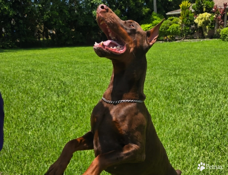 Falco of Imperial Point Doberman Pinscher