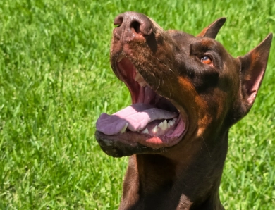 Falco of Imperial Point Falco of Imperial Point Doberman Pinscher