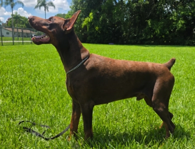 Falco of Imperial Point Falco of Imperial Point Doberman Pinscher