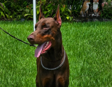 Falco of Imperial Point Falco of Imperial Point Doberman Pinscher