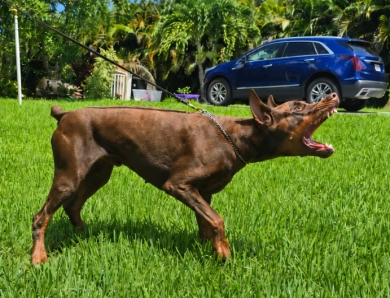 Falco of Imperial Point Falco of Imperial Point Doberman Pinscher