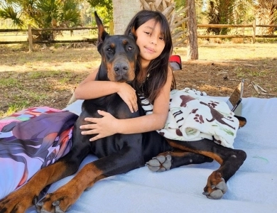 AKC Full Euro AKC Full Euro Doberman Pinscher