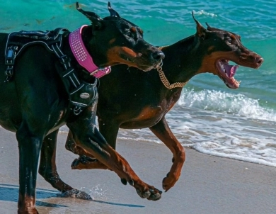 AKC Full Euro AKC Full Euro Doberman Pinscher