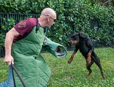 AKC Full Euro AKC Full Euro Doberman Pinscher